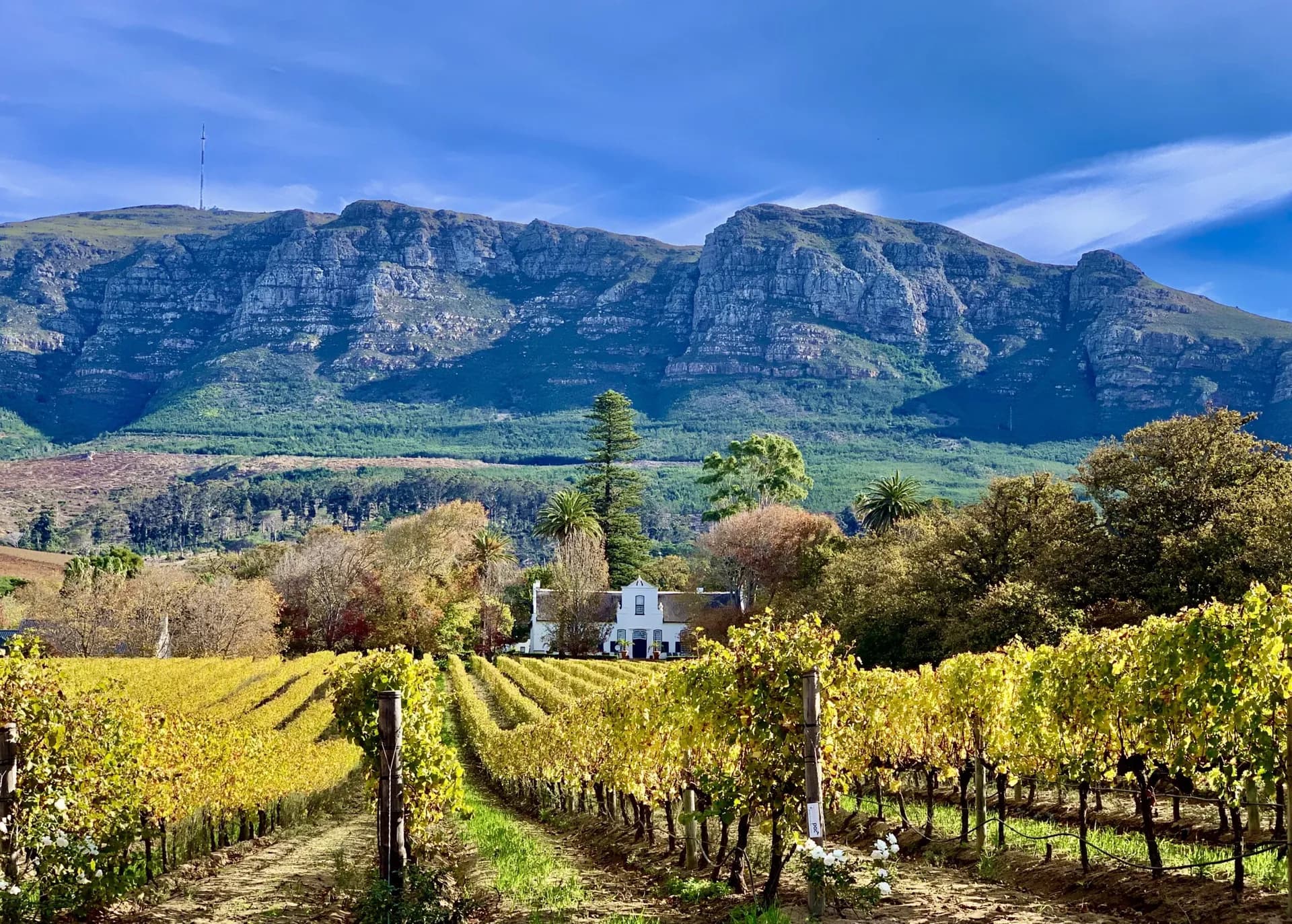 Autumn vineyards below the mountains at Buitenverwachting, Constantia