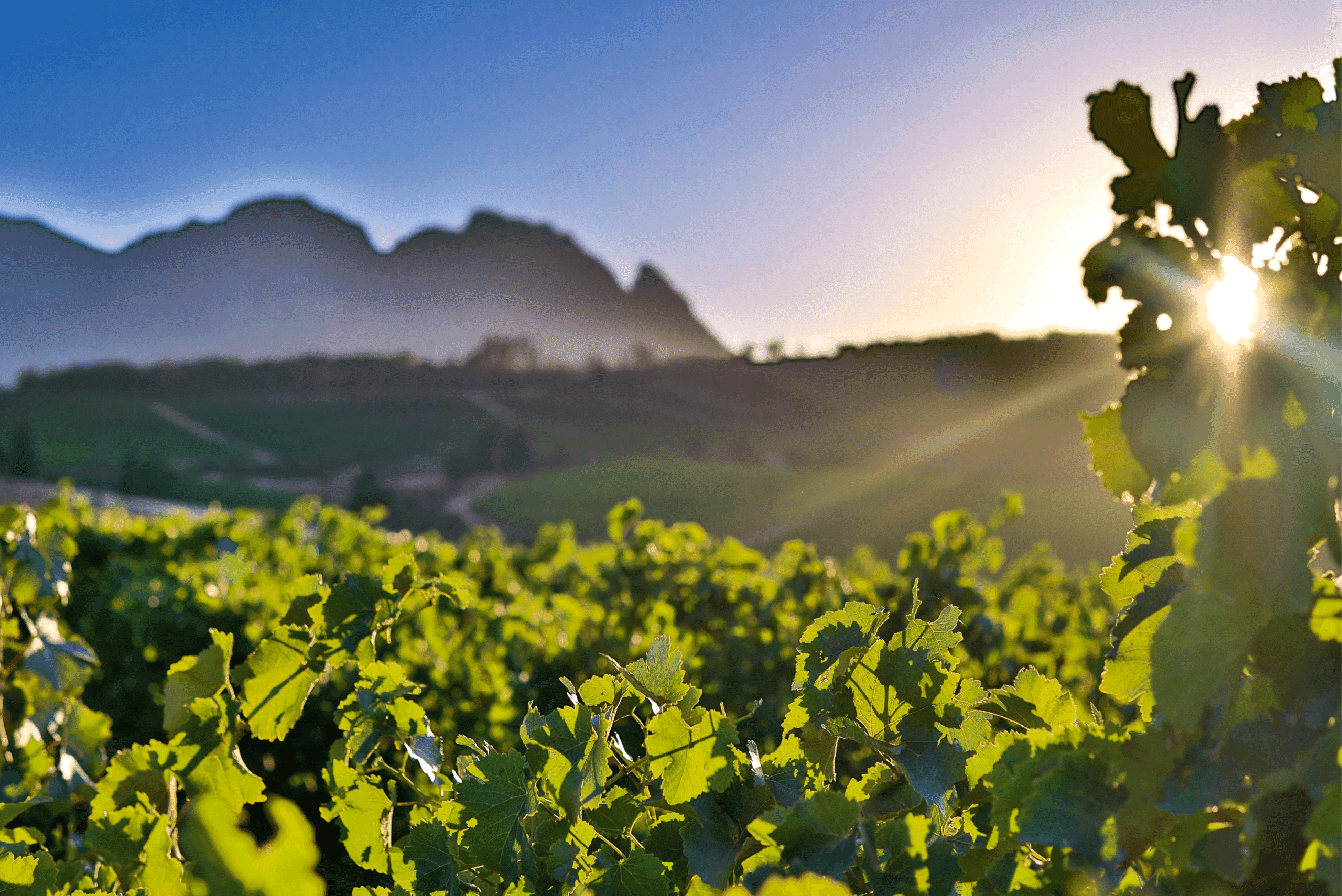 Remhoogte Wine Estate