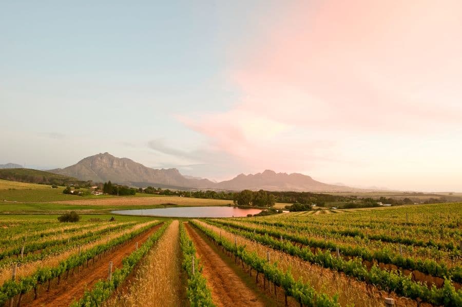 Middelvlei Wines