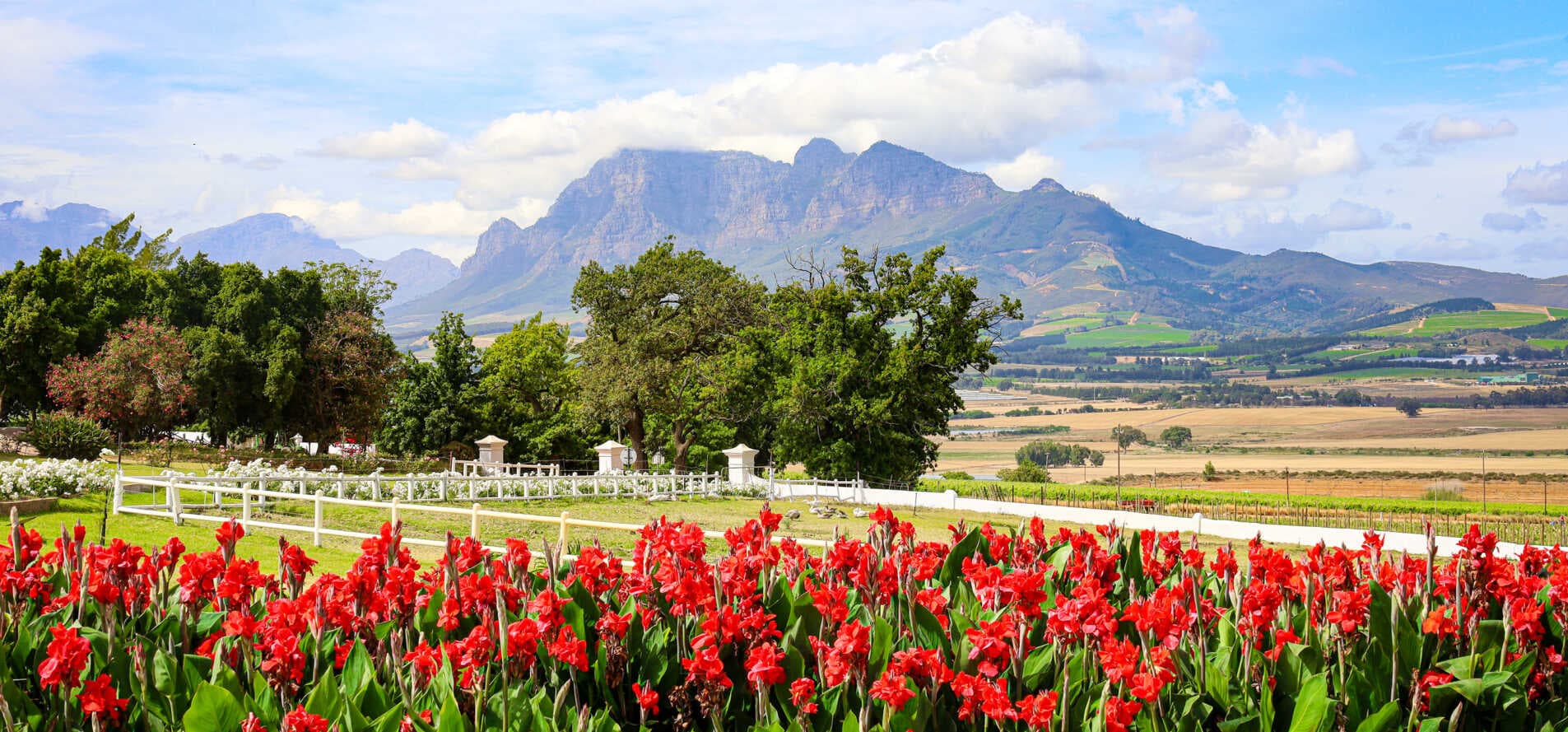 Landskroon & Survivor