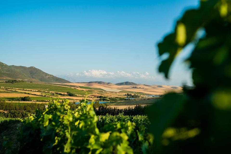 Riebeek Valley Wine Co