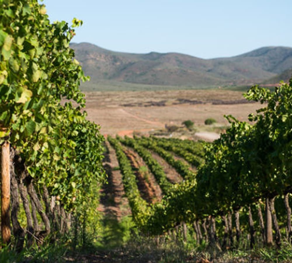 Zandvliet Wine Estate